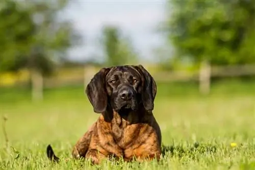 Scenthound Hanoverian di atas rumput hijau