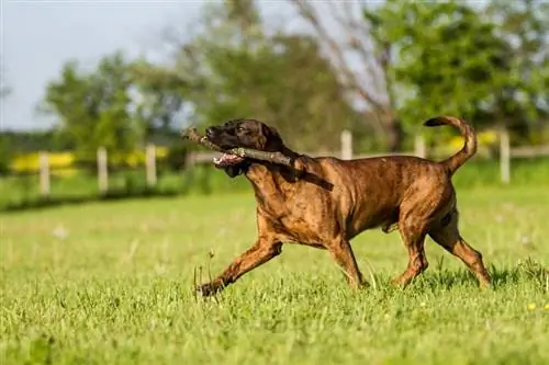 Hanoverian Scenthound na tumatakbo na may hawak na stick