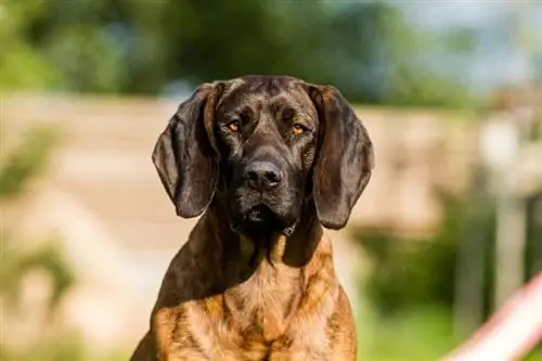 Hanoverian Scenthound Dog. ցեղատեսակի մասին տեղեկություններ, նկարներ, փաստեր