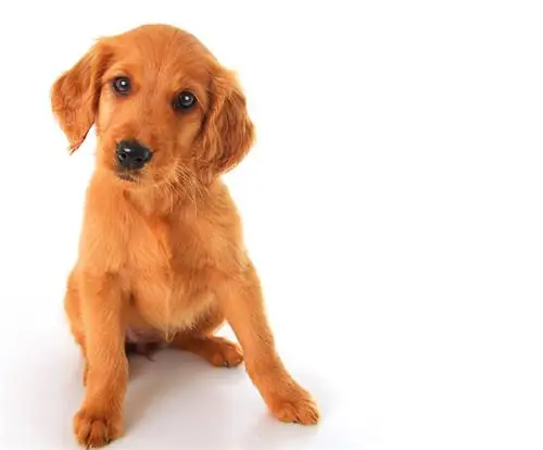 raza de cachorro mixto irlandés dorado