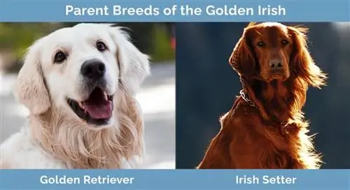 Razas parentales del Golden Irish