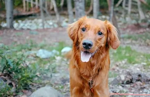 Golden Irish (Irish Setter & Golden Retriever Mix): Impormasyon, Mga Larawan, Katotohanan