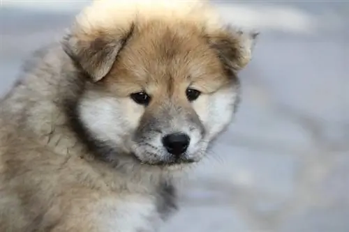 Een Eurasier-puppy