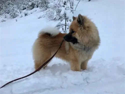 eurasier puppy