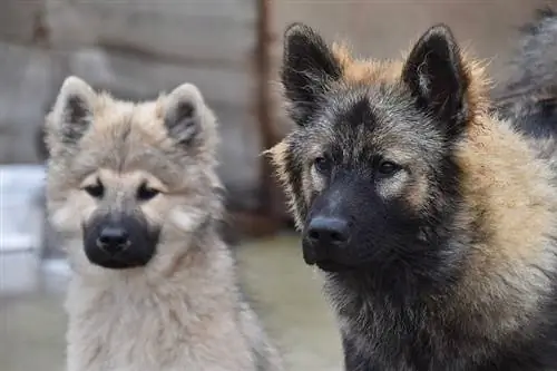 Eurasier አዋቂ እና ወጣት