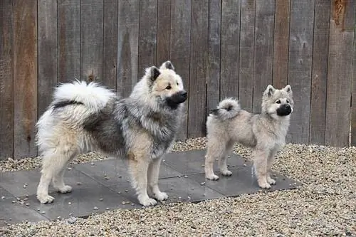 raça de cachorro Eurasier