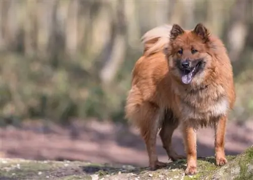 Eurasier Dog: Impormasyon ng Lahi, Gabay sa Pangangalaga sa Mga Larawan & Mga Katotohanan