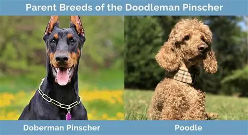 Rodičovská plemena Doodleman Pinscher