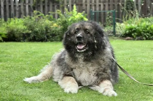 cão da montanha caucasiano