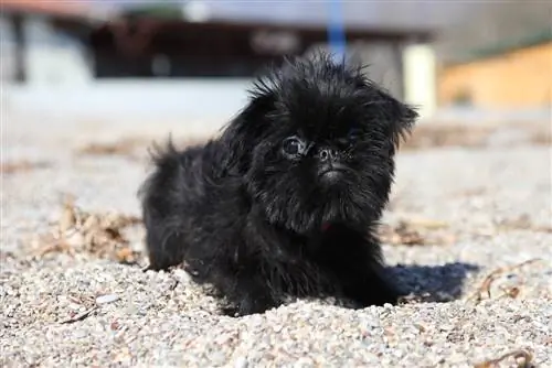 cucciolo di grifone di bruxelles nero