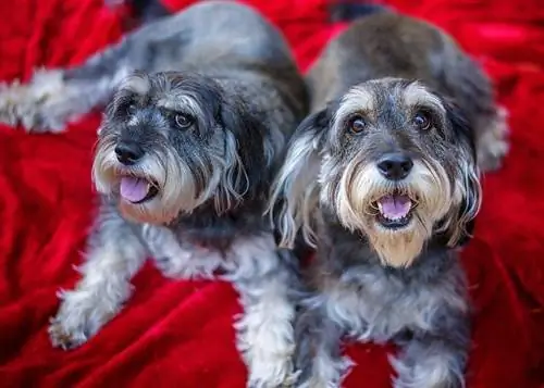 Schnocker (Miniature Schnauzer & Cocker Spaniel Mix): Cov Ntaub Ntawv, Duab, Qhov Tseeb