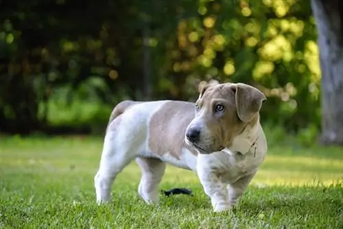 Chien Ba-Shar sur l'herbe