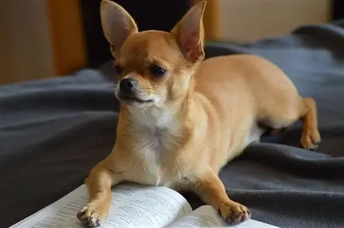 tan hjortehoved chihuahua