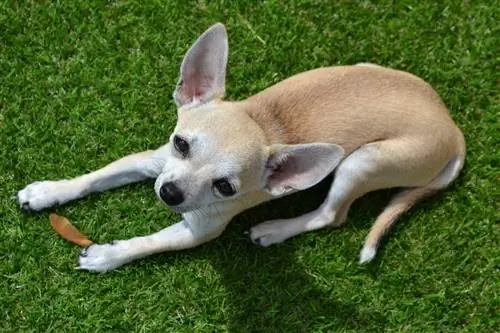 njano kulungu kichwa chihuahua