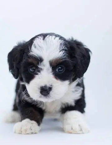 aussalier puppy - haring spaniel pastol