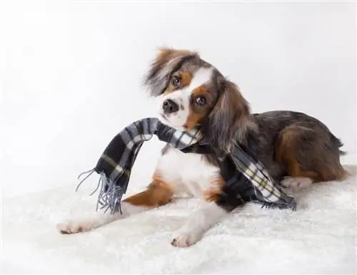 Aussalier (Австралиялык койчу & Cavalier King Charles Spaniel Mix): маалымат, сүрөттөр, фактылар