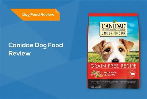 Canidae Dog Food Review 2023: Ескертулер, Артықшылықтары & Кемшіліктері