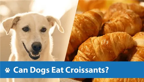 Les chiens peuvent-ils manger des croissants ? Faits examinés par le vétérinaire & FAQ