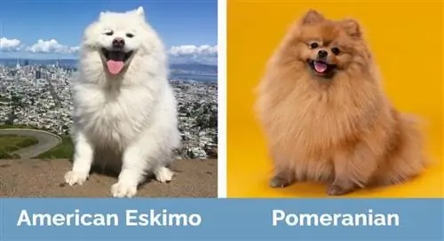 Eskimo Amerika lwn Pomeranian - Perbezaan Visual