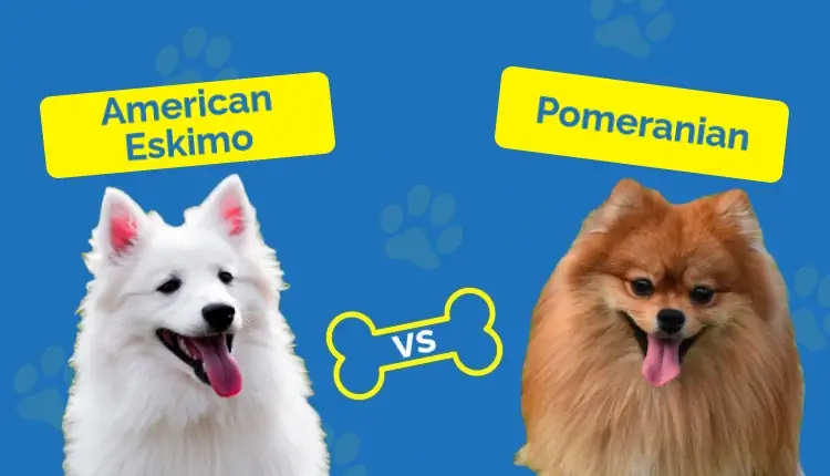 American Eskimo vs. Pomeranian: Qhov txawv ntawm qhov tseem ceeb (nrog duab)