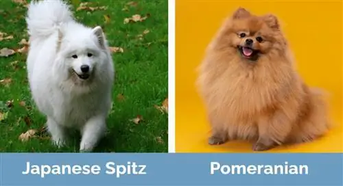 Japonský špic vs pomeranian - vizuální rozdíly