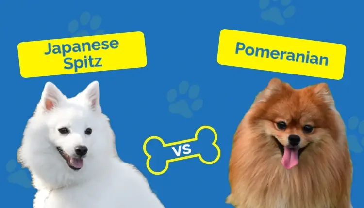 Spitz japonès vs Pomeranian: totes les diferències (amb imatges)