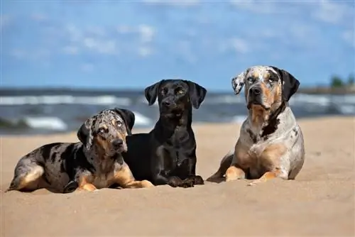 Labahoula-Hunde am Strand