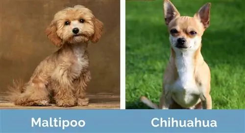 M altipoo vs Chihuahua جنبًا إلى جنب