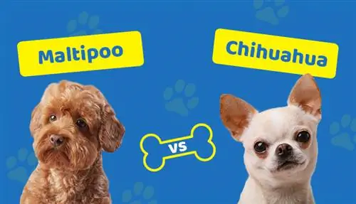 M altipoo vs Chihuahua: barcha farqlar (rasmlar bilan)