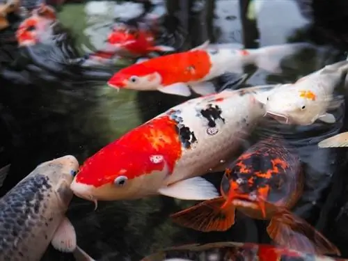 wunderschöner Koi-Fisch