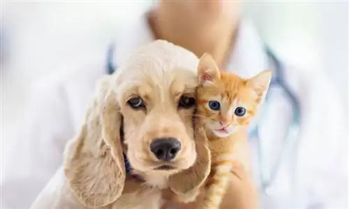 veterinar care ține câine și pisică în clinica veterinară