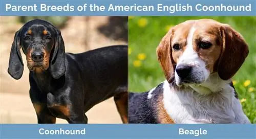 Racat mëmë të Coonhound-it amerikan anglez