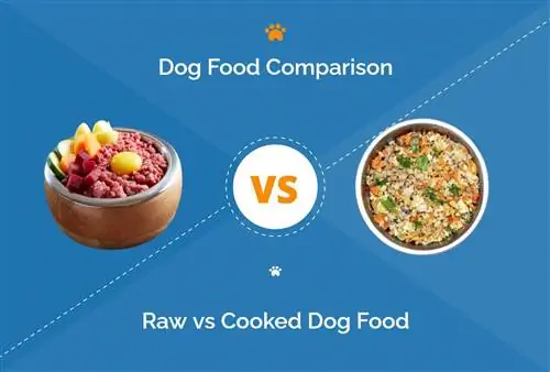 Comida de cachorro crua x cozida - o que devo escolher?