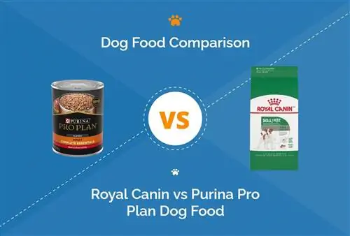 Royal Canin vs Purina Pro Plan Ushqimi i Qenit: Krahasimi ynë i Thelluar 2023