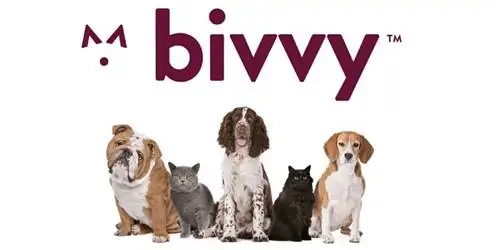 Bivvy Pet დაზღვევა