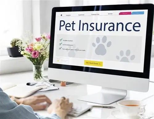 Demande d'assurance en ligne pour animaux de compagnie