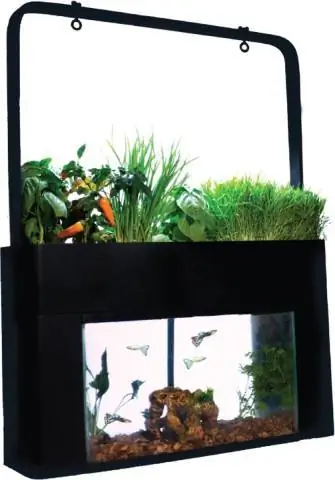 AquaSprouts የአትክልት ራስን የሚደግፍ ዴስክቶፕ Aquaponics