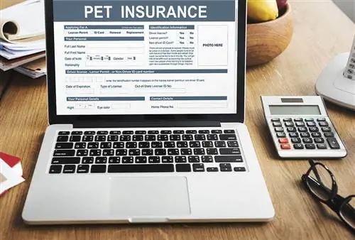 Formulaire d'assurance pour animaux Animal sur l'écran de l'ordinateur portable