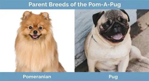 Γονικές φυλές του Pom-A-Pug