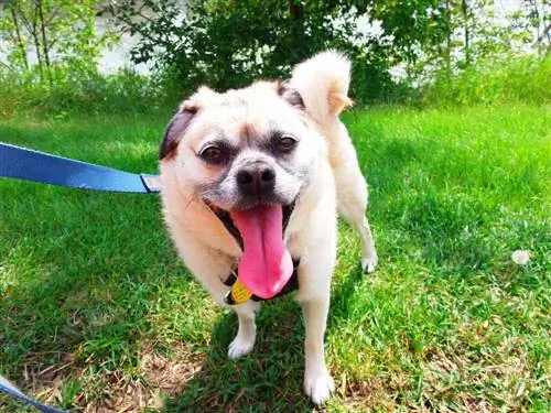 Pom-A-Pug (Pommere & Pug Mix): inligting, prente, feite