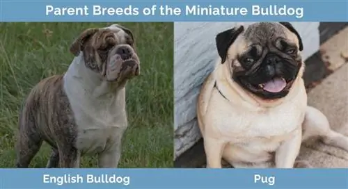 Cov niam txiv yug ntawm Miniature Bulldog