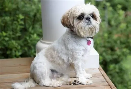 Shiffon Dog (Brussels Griffon & Shih Tzu Mix): informacje, zdjęcia, fakty