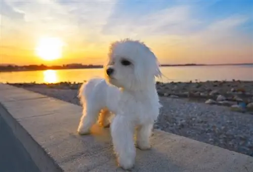 M altichon (M altese Terrier & Bichon Frise Mix): ข้อมูล รูปภาพ ข้อเท็จจริง