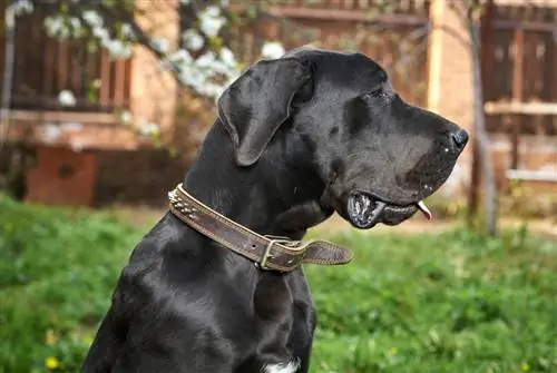 swart labradordane op gras