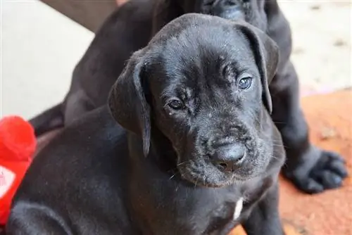 cucciolo di labradano