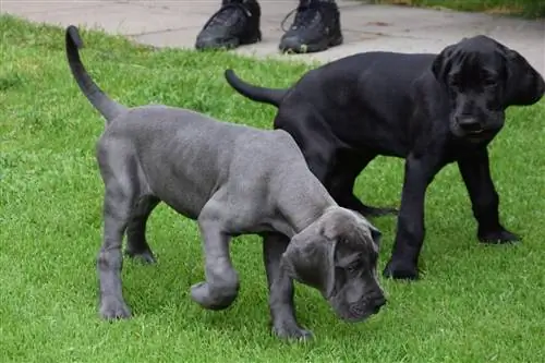 anak anjing labradane perak dan hitam