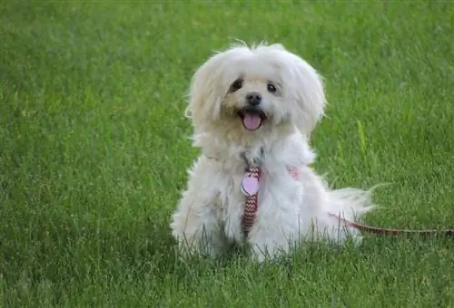 Havaton (Havanese & Coton de Tulear): informazioni, immagini, fatti