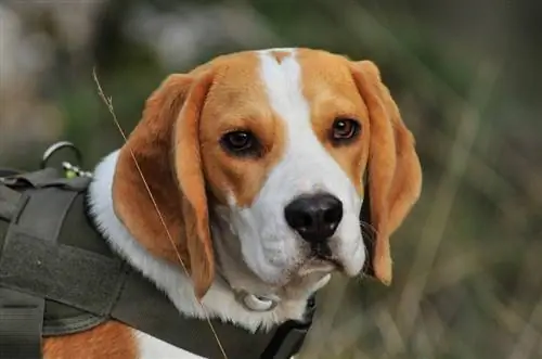 Hamiltonstovare (German Hound & English Foxhound Mix): Məlumat, Şəkillər, Faktlar