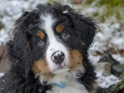 Ib tug zoo Bernese menyuam dev