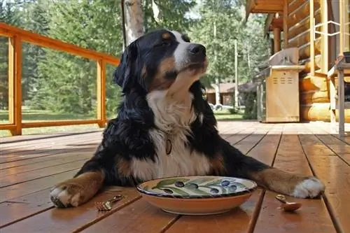 Flott Bernerhund som venter på mat